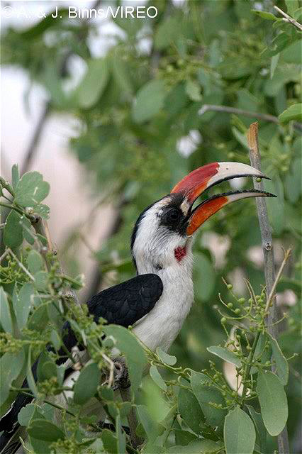 Von Der Decken's Hornbill b52-2-665.jpg